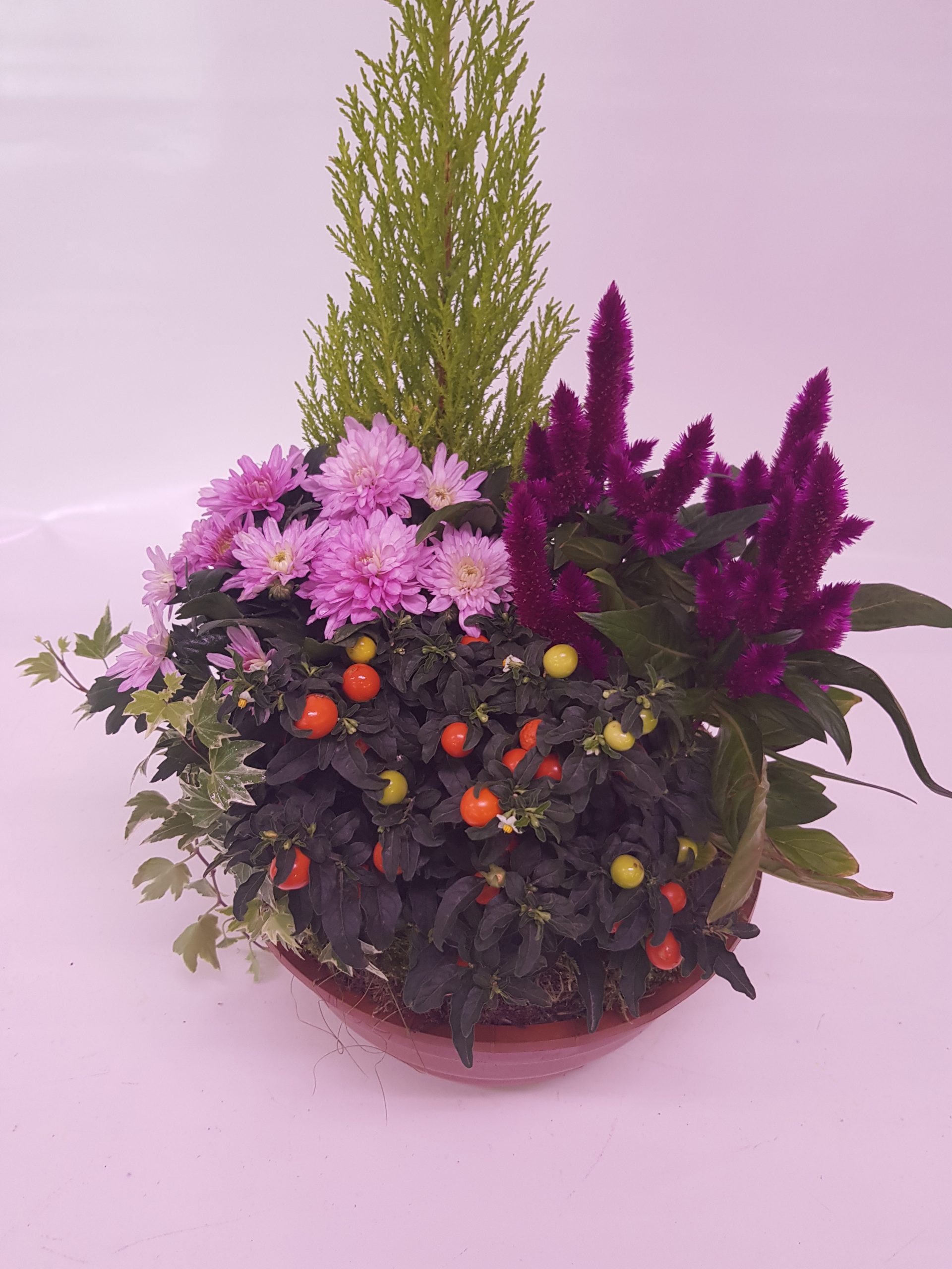 coupe de plantes taille 1