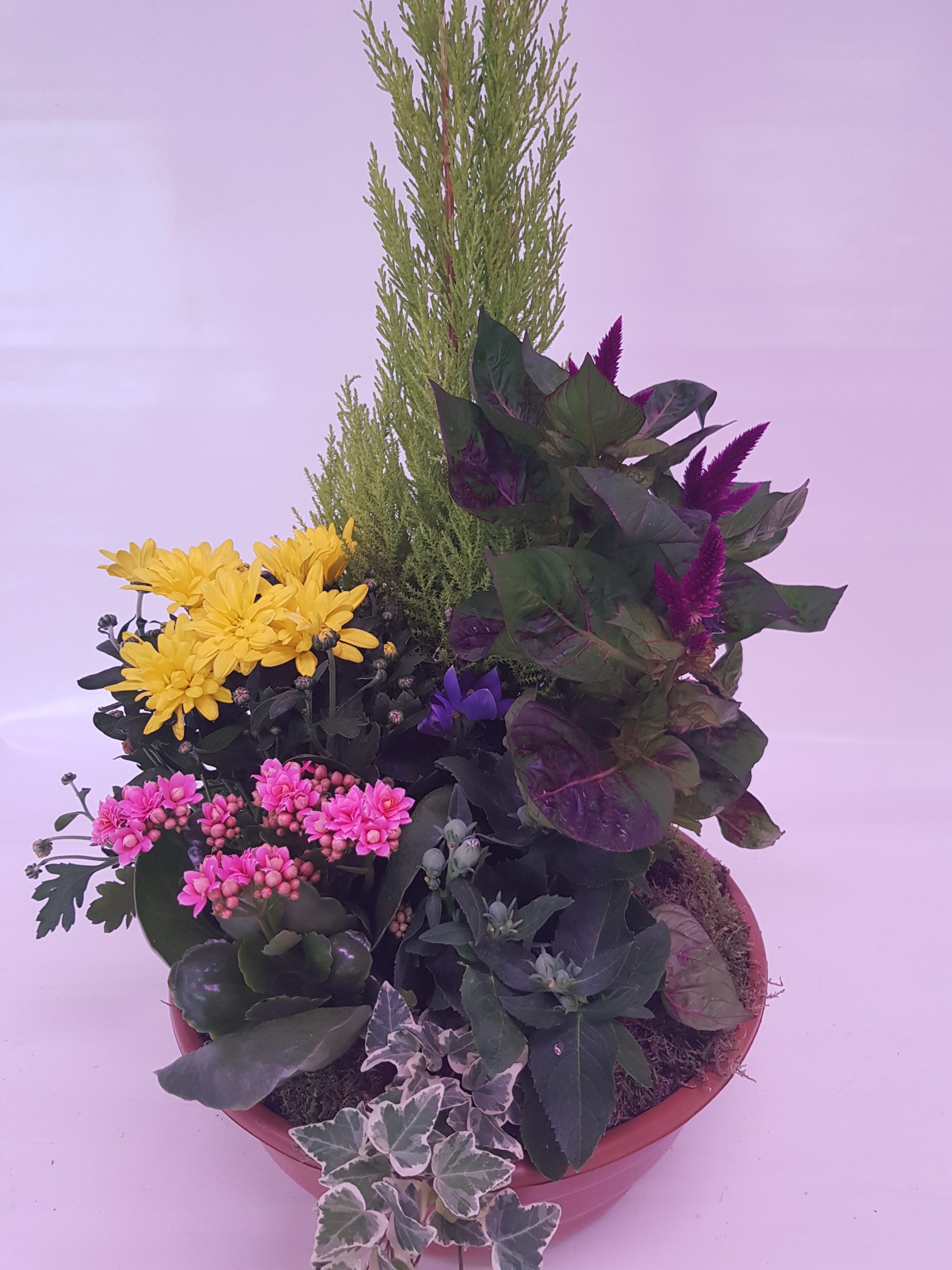 coupe de plantes taille 2